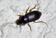 Harpalus griseus