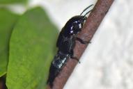 Quedius dilatatus