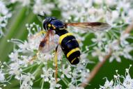 Chrysotoxum bicinctum