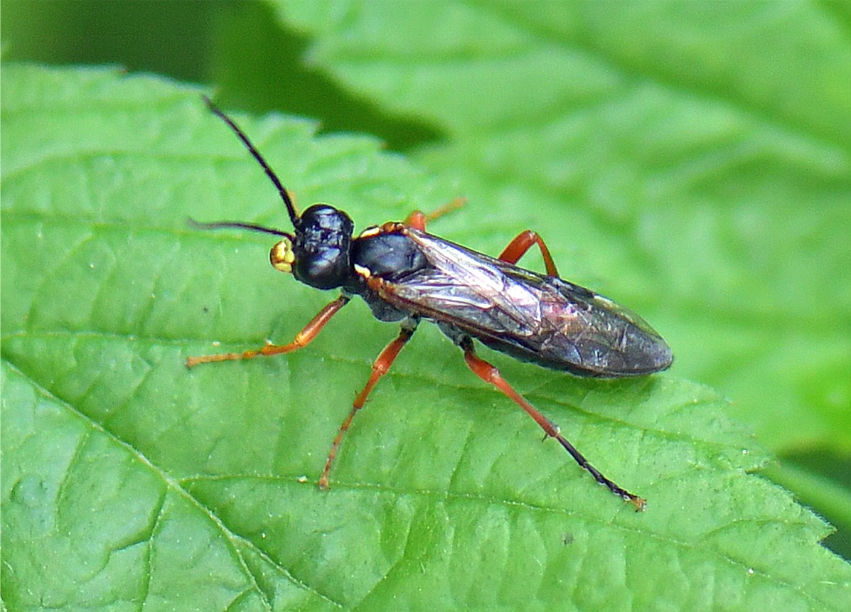 Tenthredo atra(♂)