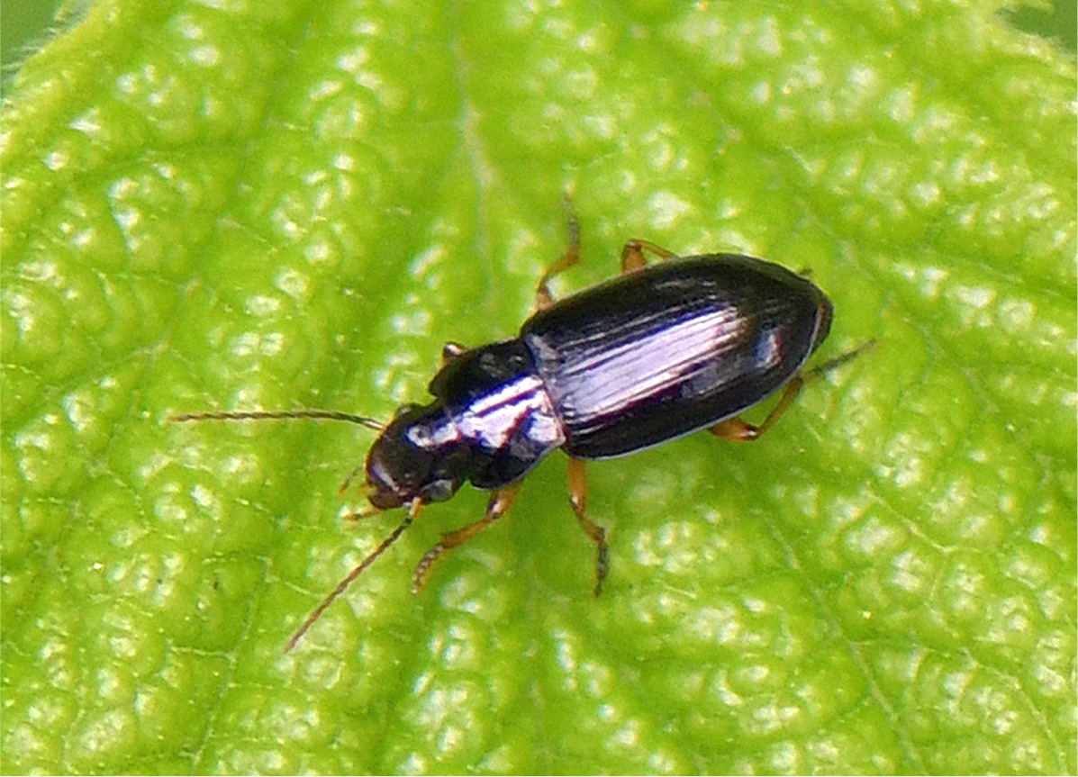 Trichotichnus laevicollis