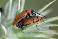 Zonitis nana(♂♀ Kopula)