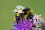 Bombus soroeensis(♂)