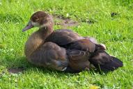 Alopochen aegyptiaca