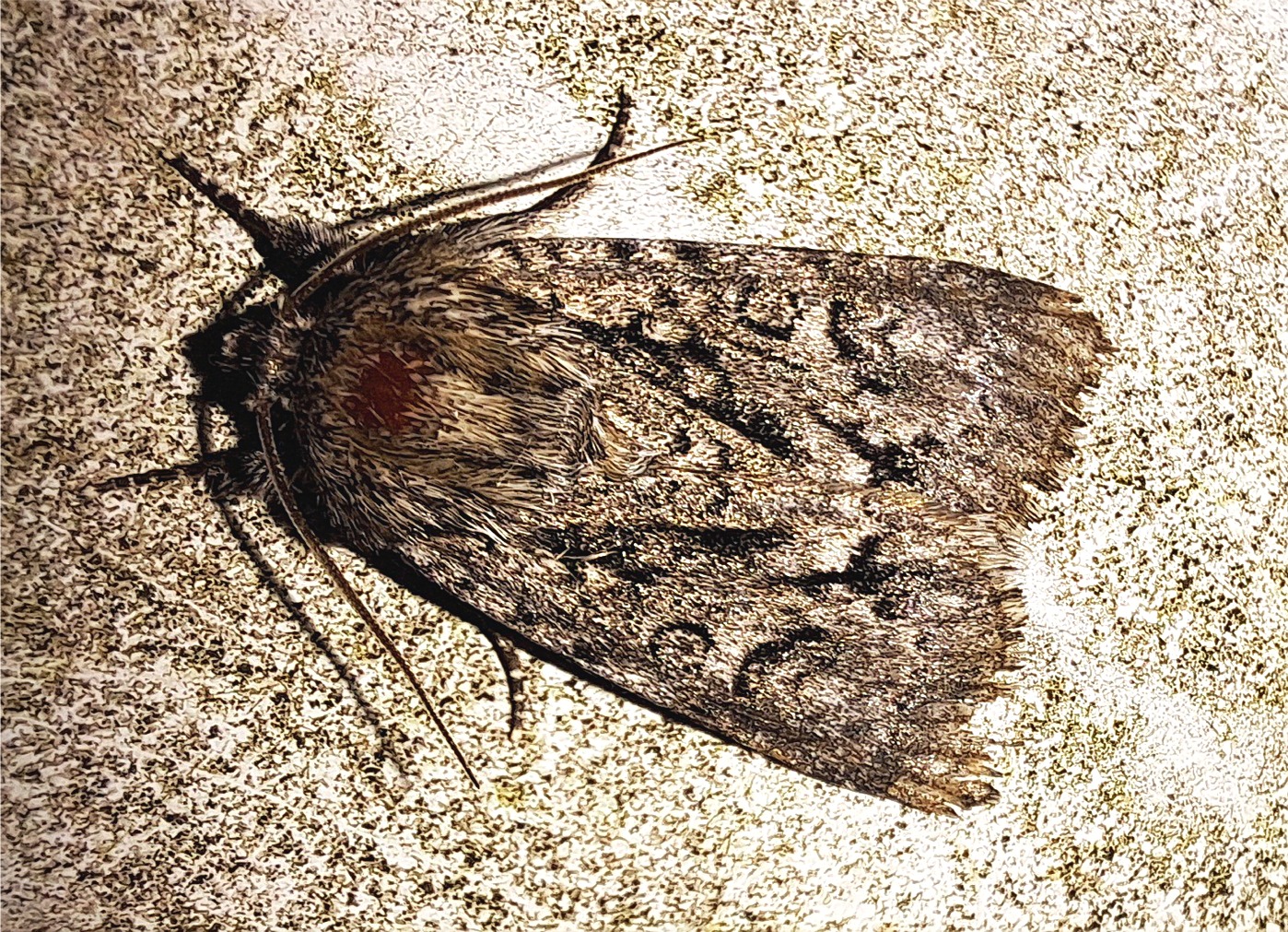 Acronicta (Viminia) auricoma