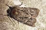 Acronicta (Viminia) auricoma