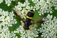 Chrysotoxum bicinctum
