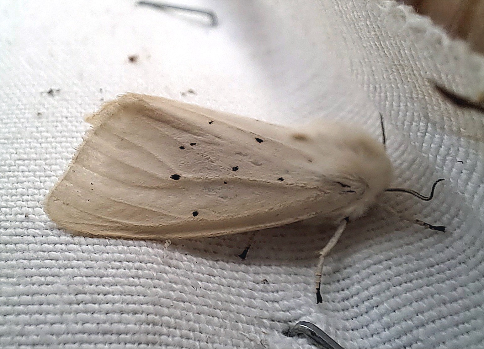 Spilosoma urticae