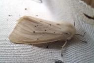 Spilosoma urticae