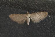 Eupithecia valerianata
