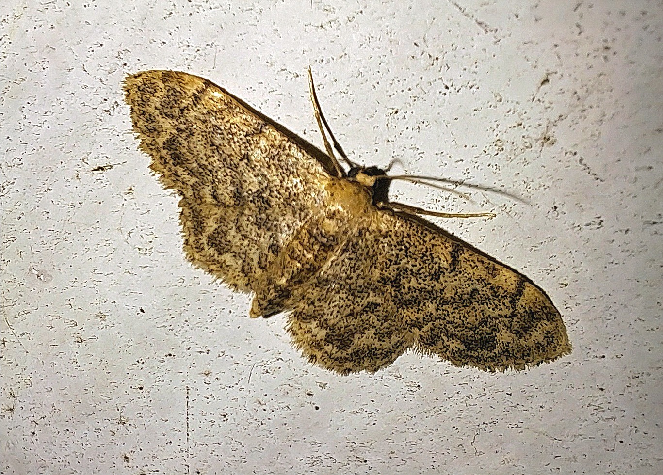 Idaea inquinata
