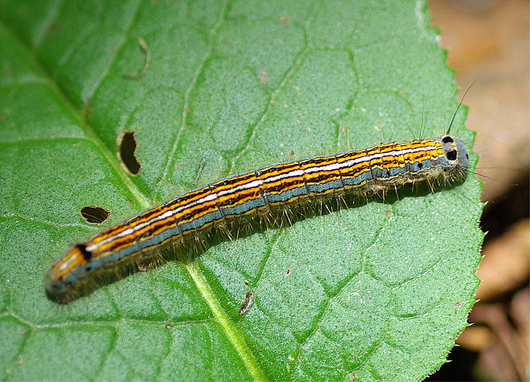 Malacosoma neustria