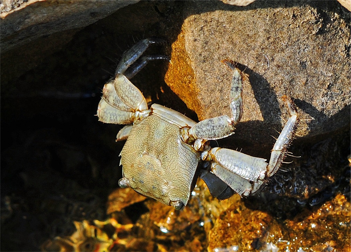 Pachygrapsus marmoratus