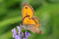 Pyronia cecilia(♂)