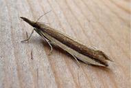 Donacaula mucronella