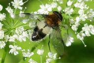 Leucozona lucorum(♂)