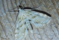 Parapoynx stratiotata