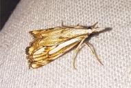 Catoptria falsella