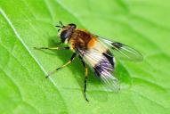 Leucozona lucorum(♀)