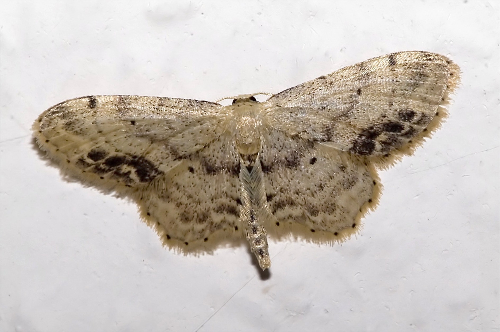 Idaea dimidiata