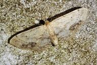 Idaea dimidiata