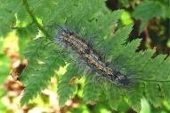 Lithosia quadra (Raupe)