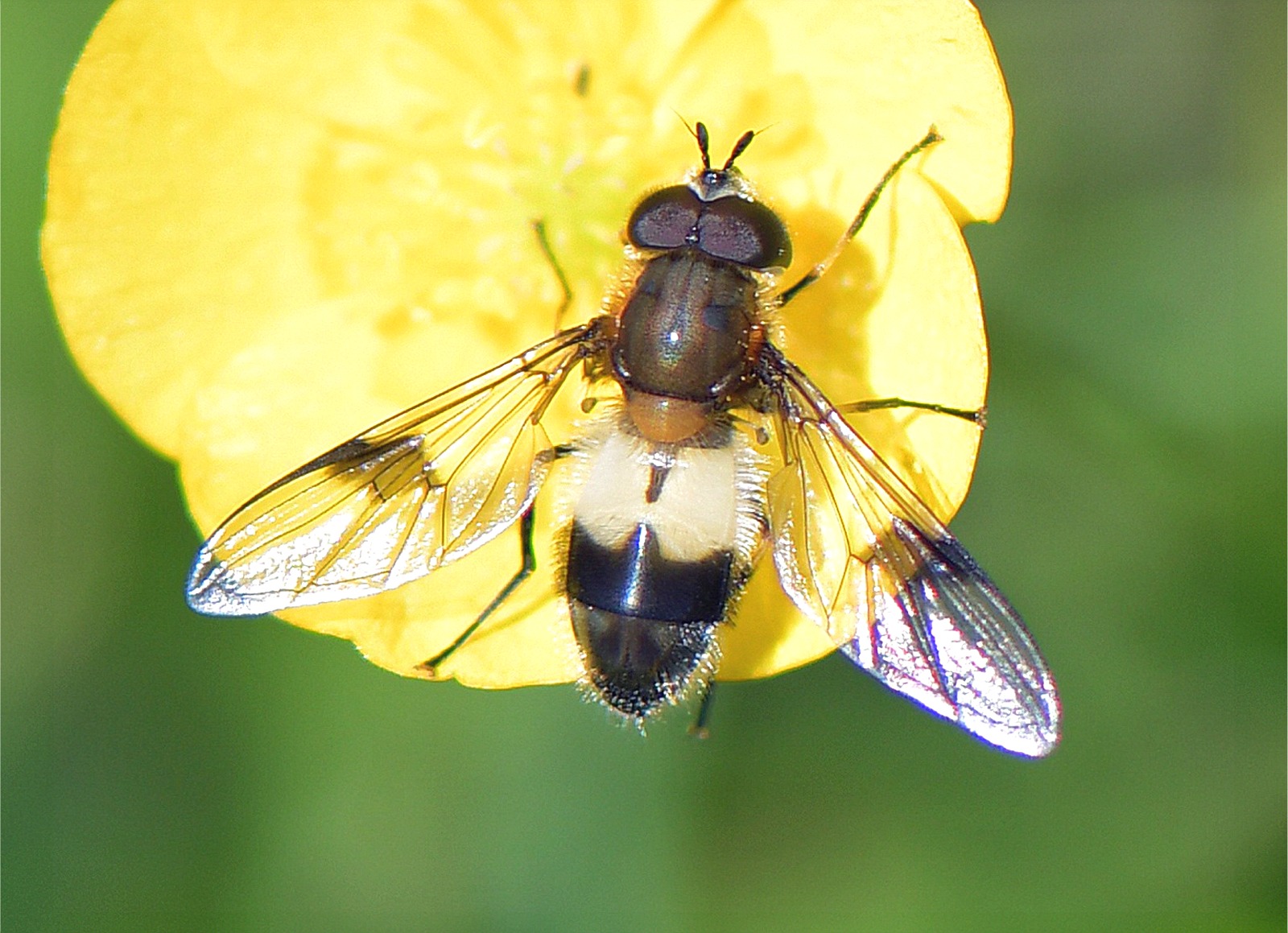 Leucozona lucorum(♂)