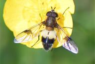 Leucozona lucorum