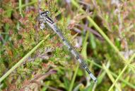 Enallagma cyathigerum(♀)