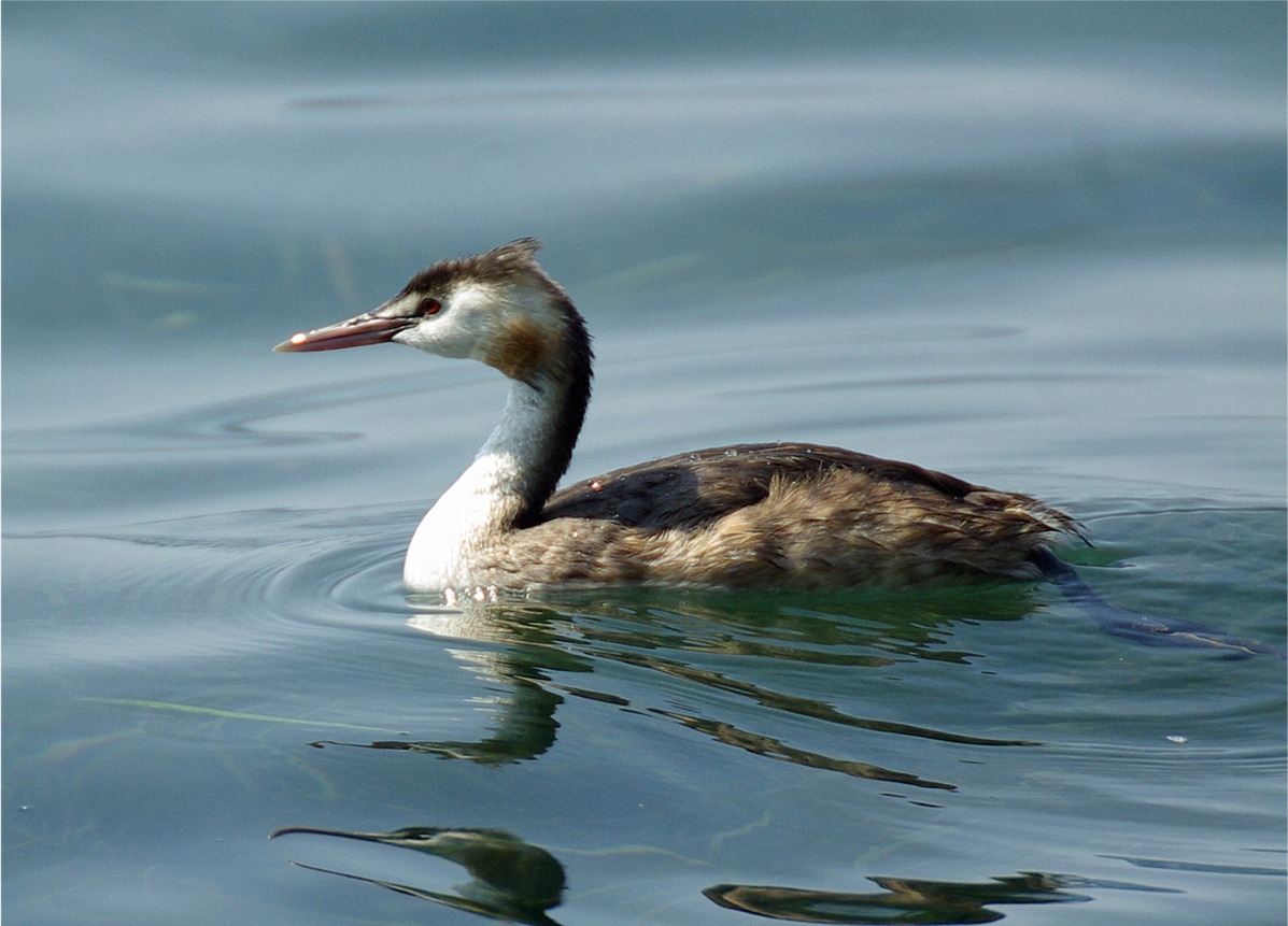 Podiceps cristatus(♀)