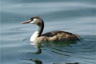 Podiceps cristatus