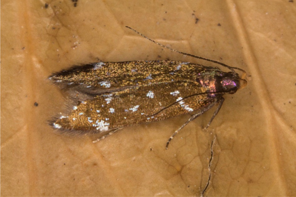 Argolamprotes micella