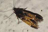 Argolamprotes micella