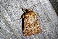 Lycophotia porphyrea