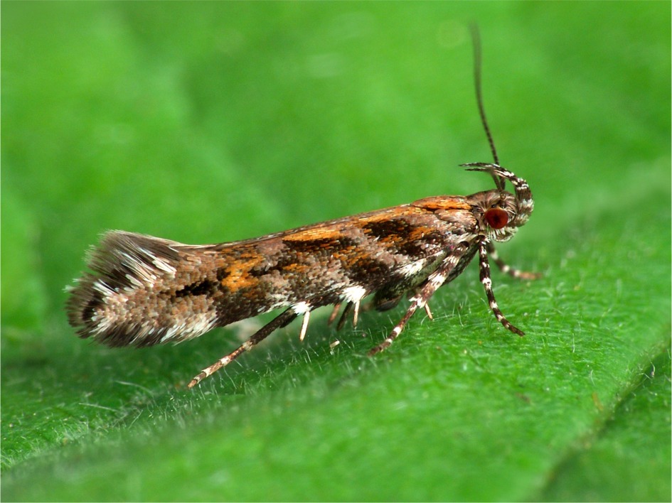 Aristotelia ericinella