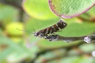 Aristotelia ericinella