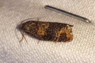 Ptycholomoides aeriferana