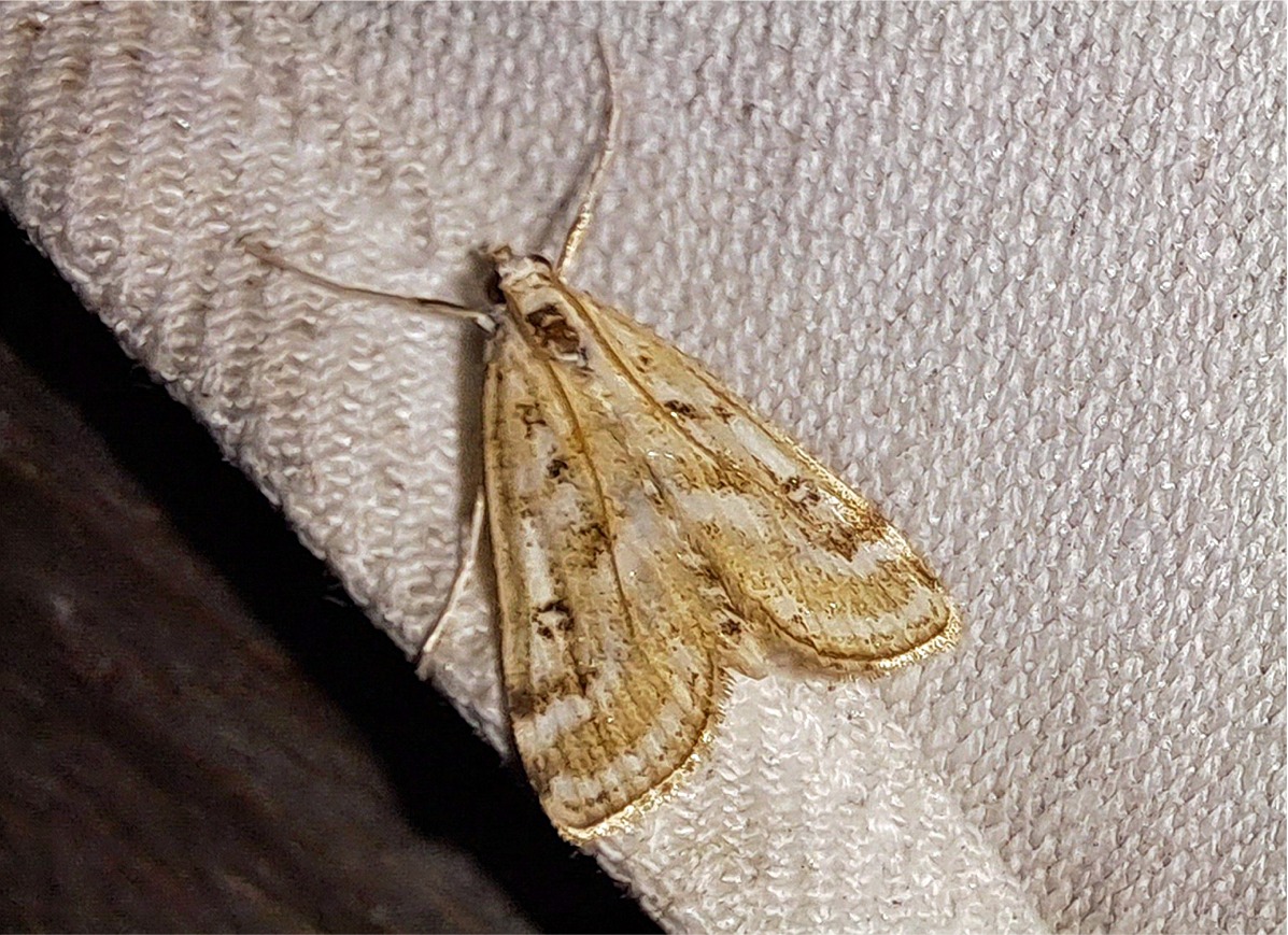 Parapoynx stratiotata