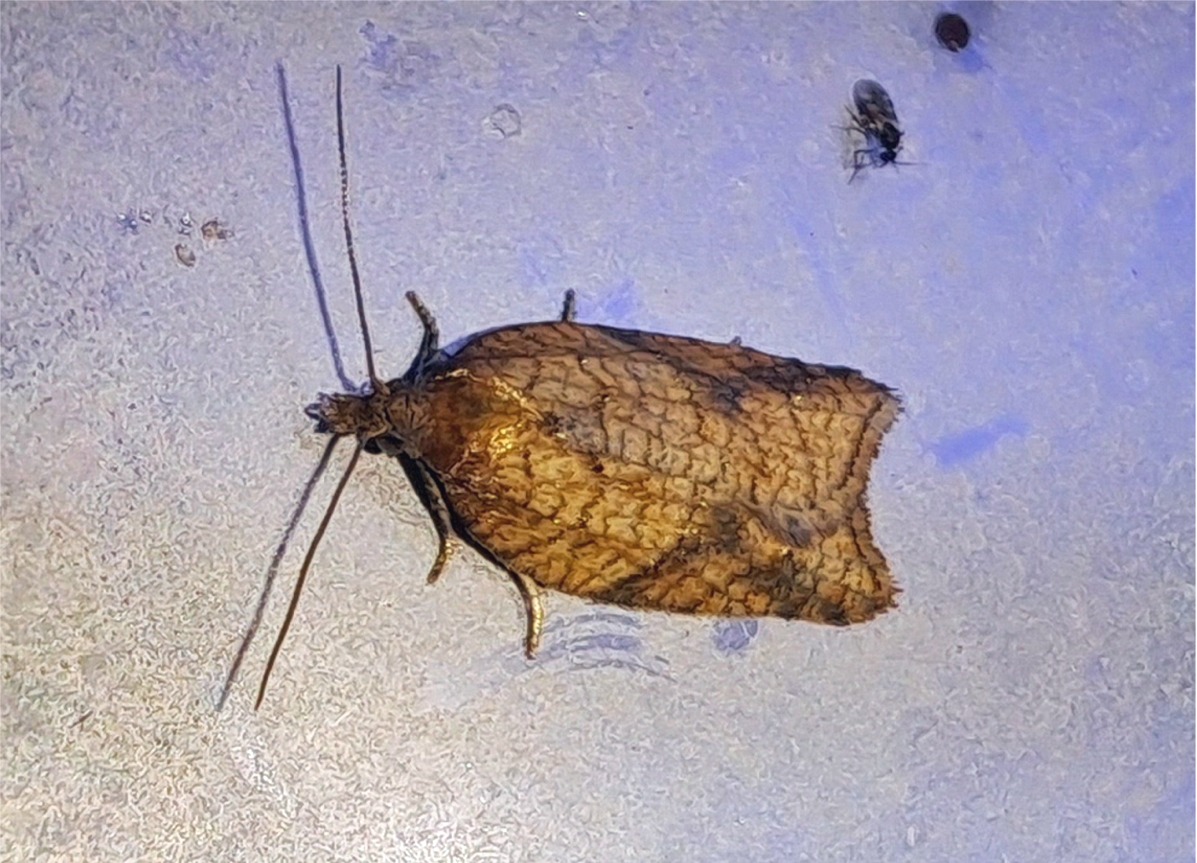 Acleris shepherdana