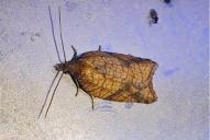 Acleris shepherdana