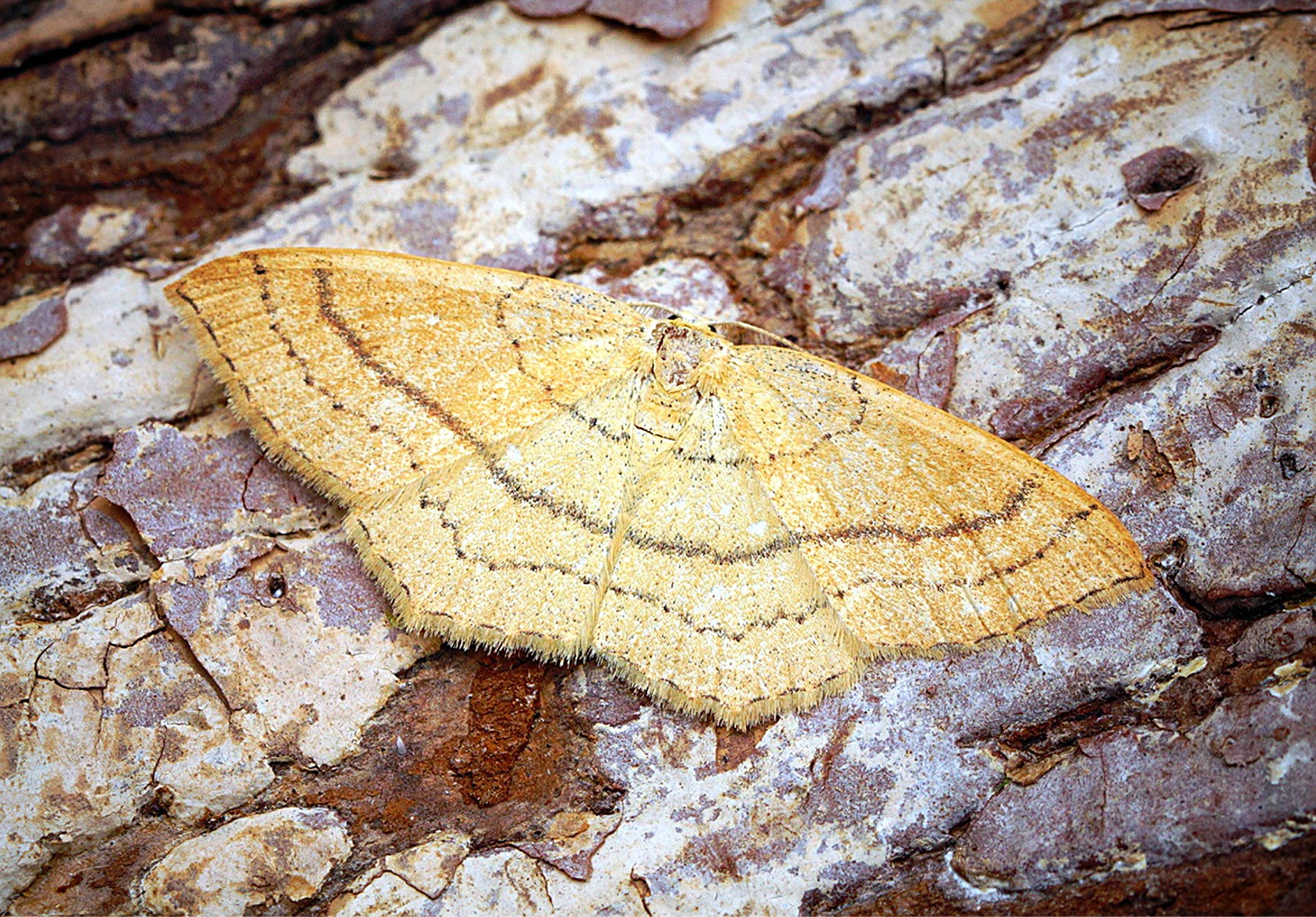 Cyclophora linearia