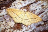 Cyclophora linearia