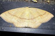 Cyclophora linearia