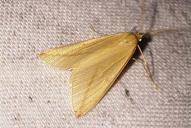 Rhodometra sacraria(♂)