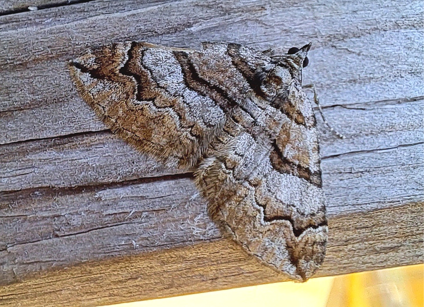 Pareulype berberata