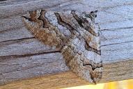 Pareulype berberata