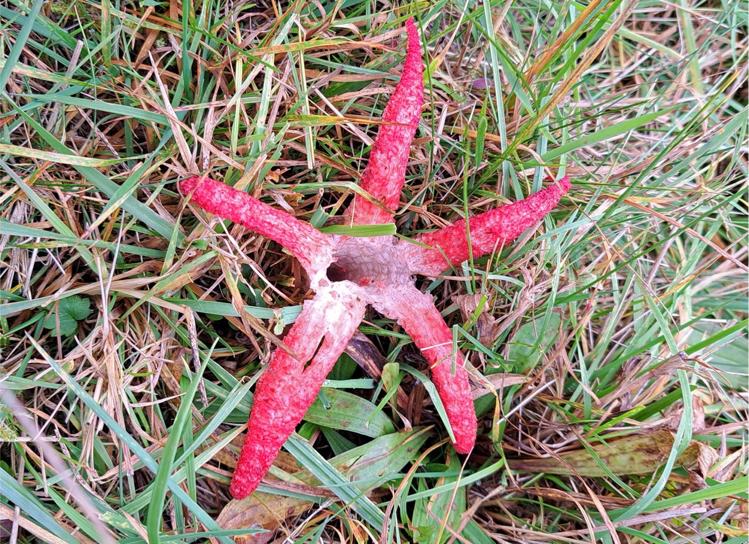 Clathrus archeri