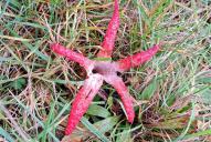 Clathrus archeri