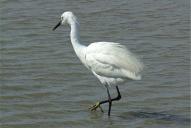 Egretta garzetta