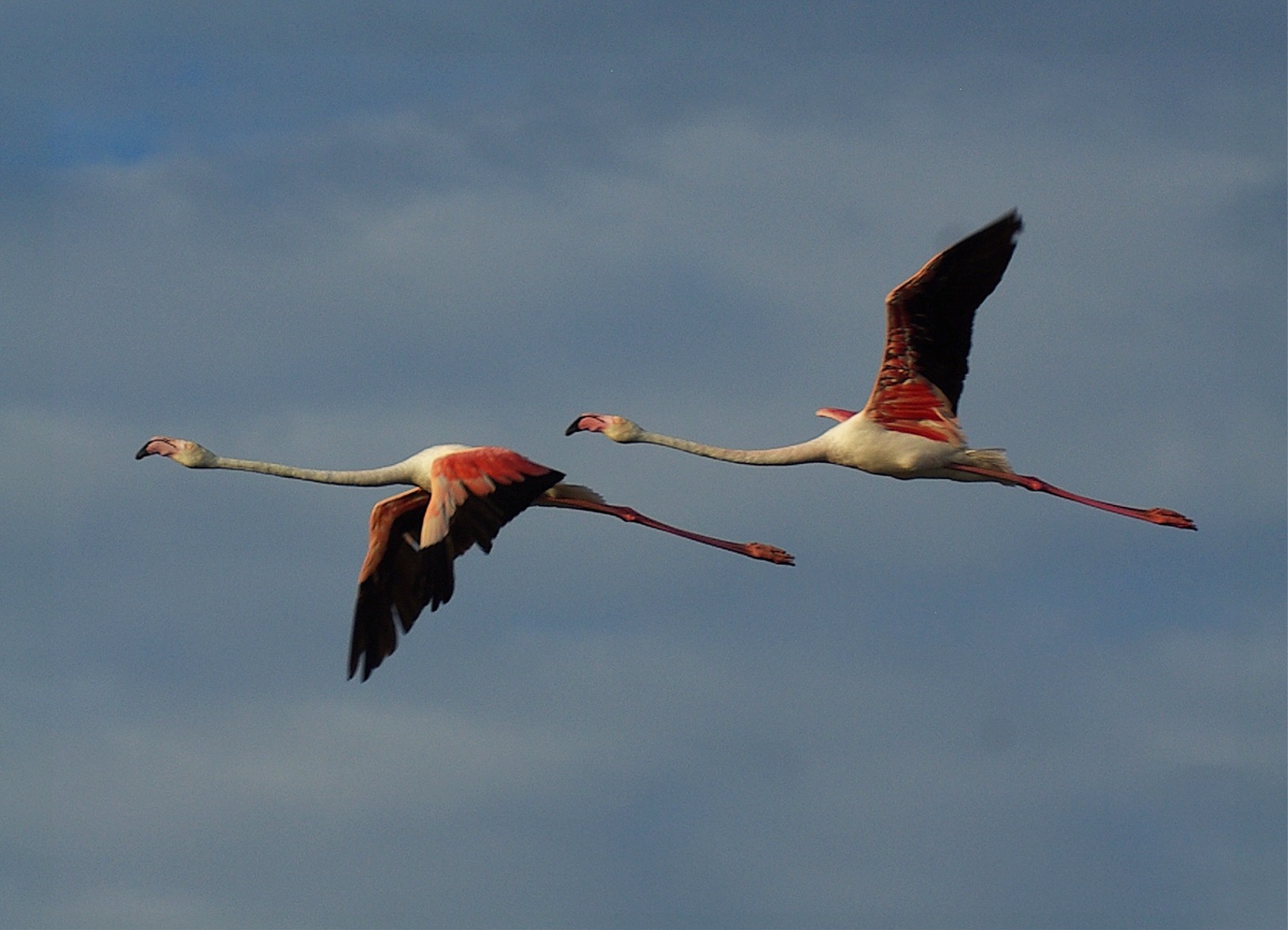Phoenicopterus roseus